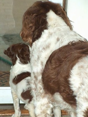 Brittany Spaniel Puppies on Puppies Vs  The Adult Dog  Comparison From Puppy To Adult Dog  9