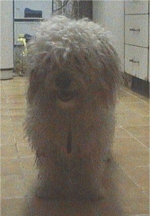 Lucky a Broodle Griffon standing in a kitchen