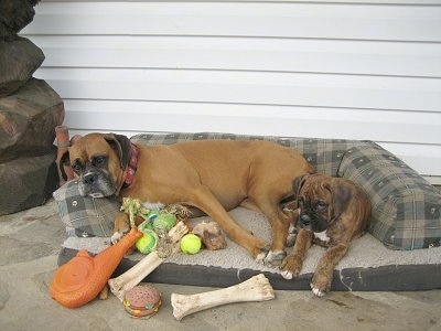 Allie the Boxer sharing the outside dog bed with Bruno the Boxer. All the toys are on Allies side