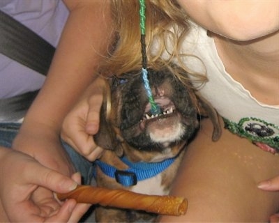 Bruno the Boxer puppy chewing on a hair wrap