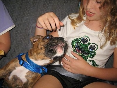 Bruno the Boxer puppy trying to chew a little girl's shirt