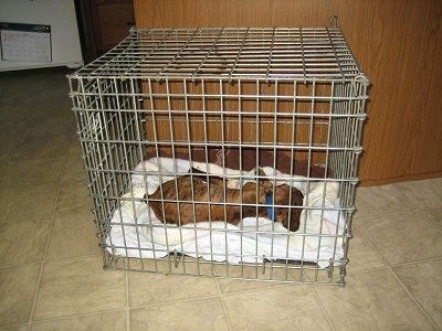 What do you do when your dog cries in his crate?