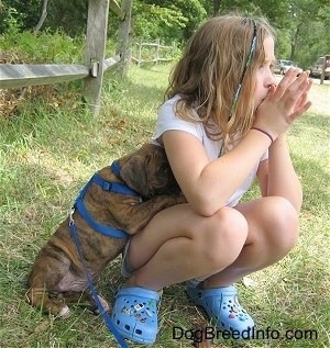 Bruno the Boxer Puppy trying to climb into Sara's lap