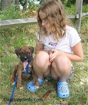 Bruno the Boxer Puppy Hanging With Sara