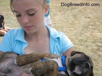 Bruno the Boxer Puppy Sleeping in Amie's Arms