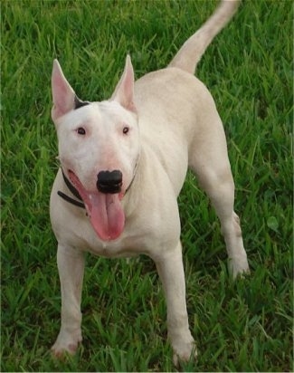 Sasha the Bull Terrier standing in a grassy yard with its mouth open and tongue out looking happy and alert