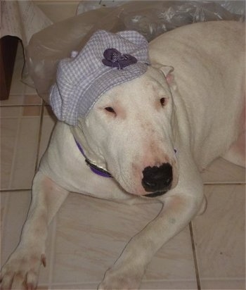 Sasha the Bull Terrier wearing a light purple hat and laying on a tiled floor with a clear plastic bag behind her
