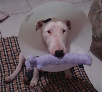 Sasha the Bull Terrier wearing a dog cone around her neck with a light purple plush weasel toy in her mouth