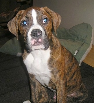 Sam the Bulloxer Puppy sitting on a rug with a pillow behind it