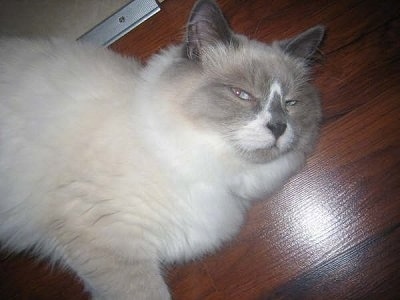 Close Up - Jules the blue point mitted Ragdoll Cat is laying on a hardwood floor and giving a side eying to the camera holder