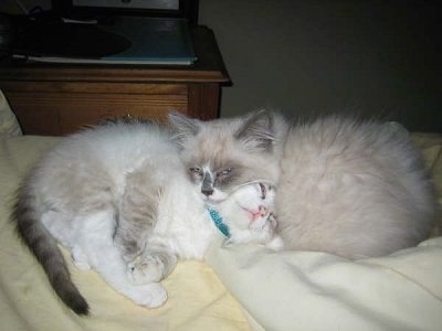 Jules the blue point mitted Ragdoll Cat and Tobi the mitted Ragdoll Cat are laying head to head on a bed. There is a dresser in the background