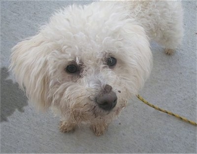 Close Up - Captain Jack the Bichon Frise is standing outside and looking up with dirt on his nose