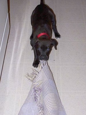 Close Up - Scout the Boxador puppy is playing tug-of-war with a mat in her mouth and is looking up at the camera holder