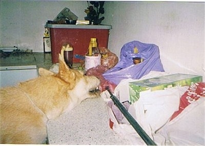 Rudy the Lab/Husky mix is biting and pulling a bag which is up on a counter top