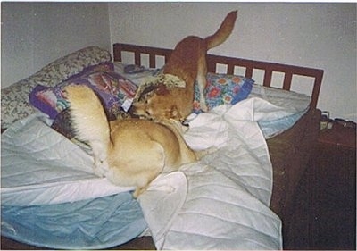 Rudy and Robin the Lab/Husky mixes are playing on a human's bed