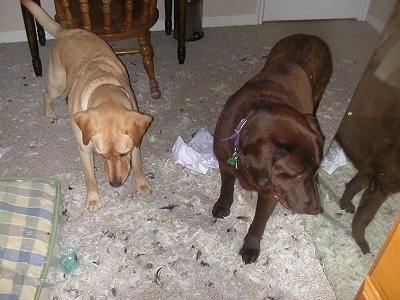 Sady the Yellow Lab and Wilbur the Chocalate Lab are standing in a bunch of feathers. Wilbur the Chocalate Lab is looking at itself in a mirror