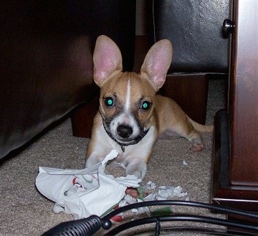 Daphne the Rat-Cha puppy is laying with a chewed napkin and pieces of the napkin are in front of her