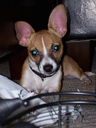 Daphne the Rat-Cha puppy is laying down with chewed up napkins in front ofher looking towards the camera holder with her head tilted to the left in front of a leather couch