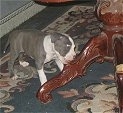 Staffie Puppy Chewing on the Coffee Table!