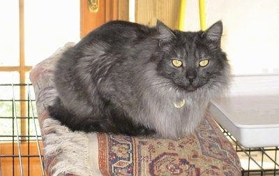 Dusty the medium-haired gray cat is laying on a rug on top of a crate