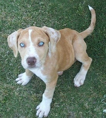 A Catahoula Bulldog puppy is sitting outside and looking up at the camera holder