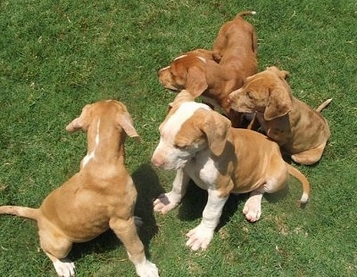 Four Catahoula Bulldog puppies are sitting in field. Next to each other and they are also looking to the right