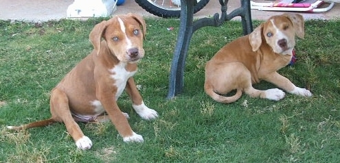 Two Catahoula Bulldog puppies are sitting outside under a table