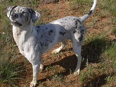 Leopard Dog at 1 year old. 2011