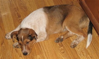 Sarge the Cattle Collie Dog puppy laying on a hardwood floor with a cabinet behind it