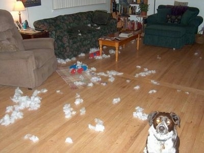 Daisy the Pointer/Border Collie Mix is sitting in the bottom right corner of the photo and looking at the camera holder. There is stuffing all over the floor and in front of the three chairs