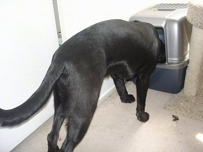 Nyx the Dog is putting its head in a litter box next to a cat scratching post