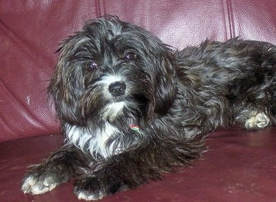 A Cavaton dog is laying on a maroon leather couch and looking forward