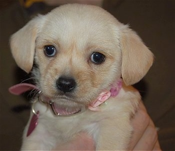 Cute Westie Puppy