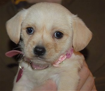 Close Up - Brandy the Cavestie as a puppy wearing a pink collar being held in the air by a person and looking at the camera holder