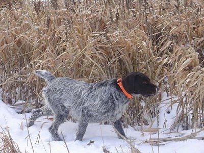 Meril z Holzuku the Cesky Fousek is trotting through a snowy field