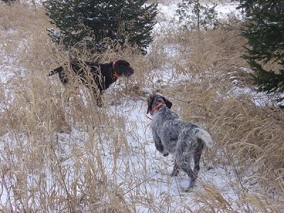 Two Cesky Fousek dogs are in a field of tall brown grass with snow on the ground