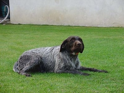 Meril z Holzku the Cesky Fousek is laying in a grassy yard and looking forward with a building behind her