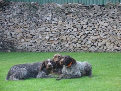 Three female Cesky Fousek are laying in a lawn in front of a wall made of logs