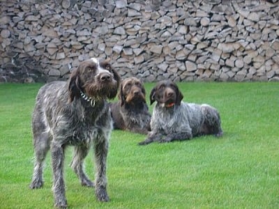 Three female Cesky Fousek are standing and laying in a lawn in front of a wall made of logs