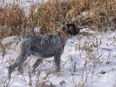 Bruiser the Cesky Fousek is pointing to the right. He is standing in a snowy field