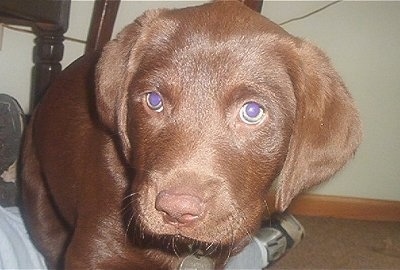 Close Up - Princess Baby Rascal the Chesador as a puppy standing over a boys legs and looking forward