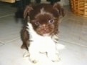 Chi Apso puppy sitting on a white tiled floor and a brown wicker basket in the background