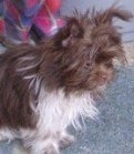 Chi Apso standing on a blacktop with a pink and purple towel in the background