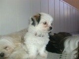 Chi Apso puppy sitting on a floor surrounded by four sleeping dogs and looking to the right