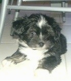 Chi Apso puppy is laying under a table and looking to the right