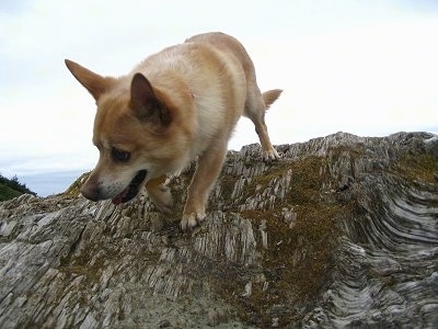 Brady the Chigi is walking down a large mossy piece of drift wood and looking to the left