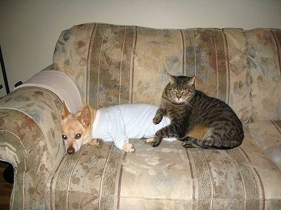 Brady the Chigi laying on a couch and is wearing a white t-shirt next to Moses the cat who is laying on Brady the Chigi