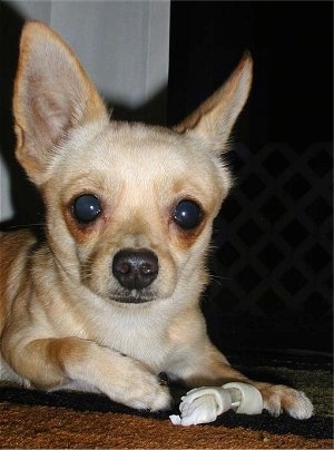 Close Up - Oliver the Chigi is laying on a rug with a rawhide dog bone in front of him and looking at the camera holder