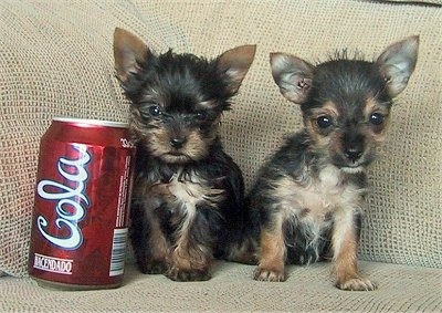 Twins - Purebred Yorkie and a Chorkie (Yorkie Chihuahua mix) born in the same litter