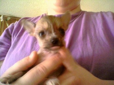 Close Up - Chinaranian Puppy with its tongue out being held in the air by a person